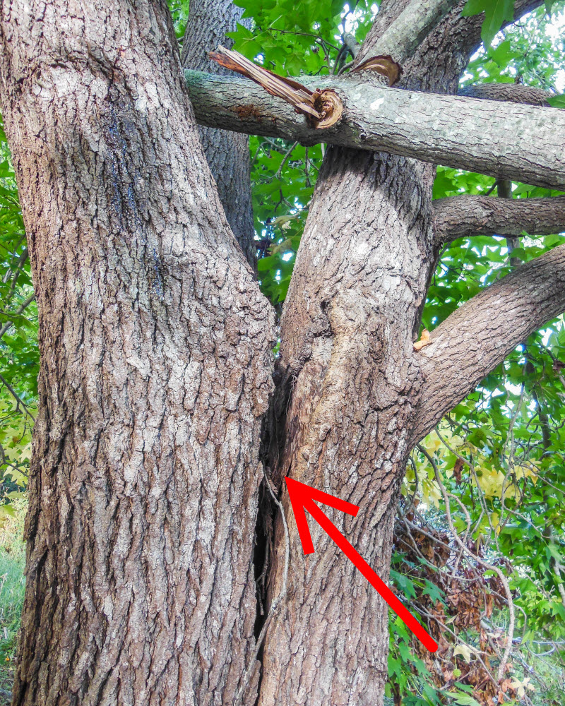 Tree trunk was split up due to bark inclusions