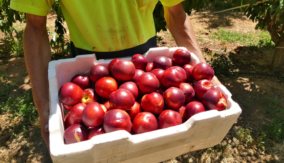 Young worker with a crate of nectarines in an orchard