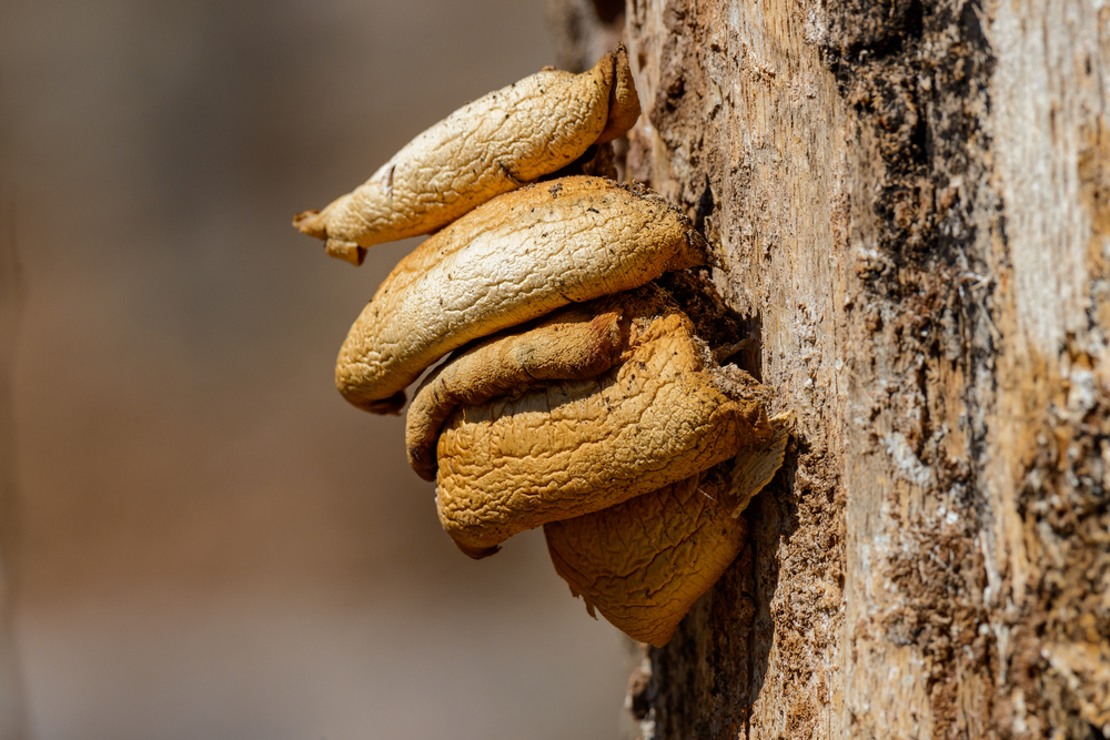 Presence of fungal fruiting bodies is an indication of decaying trees structure. Generally, the fungal part you can see is the fruit